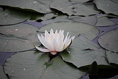 《英灵神殿》开发者希望玩家在《灶与家》更新后从头体验游戏 